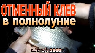 Отменный клёв в полнолуние/ Рыбалка в октябре на р Илек/ ондатра в гостях г Актобе 2020 г