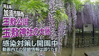 【VLOG】香る玉敷公園の藤棚 感染対策して開園してます 埼玉県加須市騎西 2021.04.25