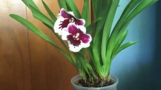 Miltoniopsis "Rubenesque"