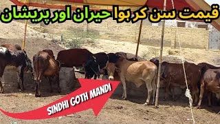 Sindhi goat farm new updates | 1-6-2024