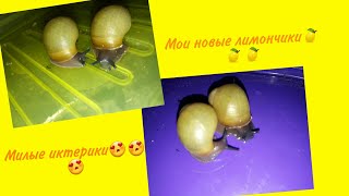 Мои новые лимончики🍋🍋🍋   Новые ули❤❤❤ Мои иктерики😍😍😍