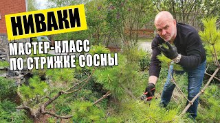 Мастер-класс по стрижке сосны от садового художника