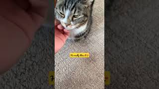 How to pet a cat 😻❤️ #cat #petacat #shorts #cutecat #catsandkittens007