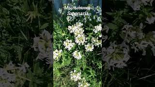 Мыльнянка - Saponaria #saponaria #латынь