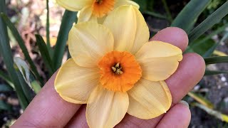 Narcissus 'Sabine Hay' - FarmerGracy.co.uk