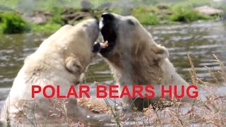 ZOOM 40X:"Polar bears hug"