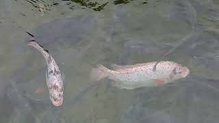 aquário de peixes de uma forma jamais mostrando.cidade de Cardoso sp.