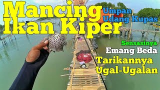 Mancing Ikan Kiper Umpan Udang Kupas Tarikannya Ugal-Ugalan | Spotted Scat Fish