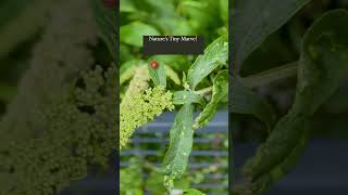 Most satisfying video #howtoviralshortvideo #ladybug #nature #mustwatch #nl #holland #travel #insect