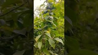 alocha plants and fruits