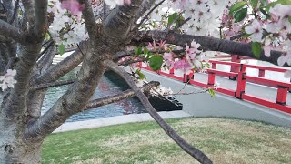 Japanese Friendship Bridge At Big Spring Park, Diplomacy, Cultural Geography.