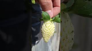 #shortvideo #farming #petani #farmer #dieng #fypシ #reels #farm #potato #kentang #strawberry