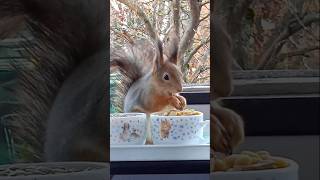 Бусинка зашла пообедать ⛄🐾🏡😋🌰🐿❤#белка #белочка #squirrel