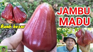 JAMBU MADU | Cara nak buah lebih besar