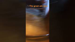 The great ant race: Huge growth!