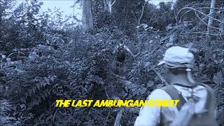 The Last Ambungan Forest 😭