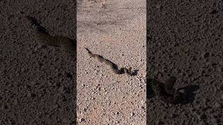 Nice and fat rattlesnake on a west Texas lease road.