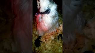 Rescued Lady Silkie-Something is wrong with her legs