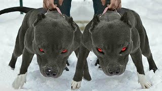 Top 10 Most Dangerous Dogs In The World