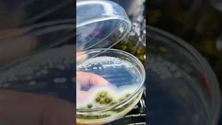 #microbiology #bacteria #fungus #agar #microalgae #biotechnology #media #viral #bloodagar #video