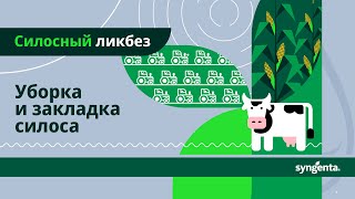 Какие правила соблюдать при уборке кукурузы на силос?