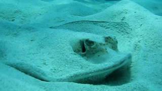 Stingray Surprise Snorkeling Great Barrier Reef.AVI