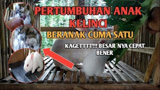 PERKEMBANGAN ANAK KELINCI NZW | PERTAMA LAHIR SAMPAI UMUR 30 HARI