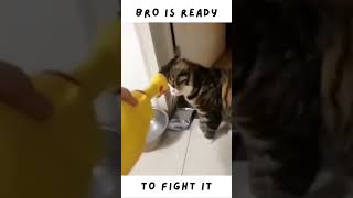 Bro is ready to fight the annoying chicken toy! #shorts #cat