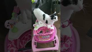 cat inspects baby stroller #pets #cat #animals #funny