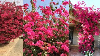 كيف تجعل زهور المجنونة تزهر عندك بغزاره طول الوقت. (Bougainvillea)اسرار المشاتل