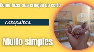 Como ter uma criação de Calopsitas. "E da certo"