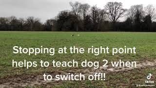 Dog training - know the signs!!!