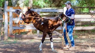 Day 7 Training A WILD FOAL! (Rope Reaction) | Foal Training [EP14]