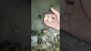 Digging for clams during low tide #clams #shorts