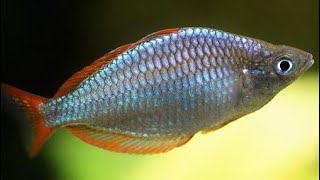 Neon Dwarf Rainbowfish Care - Praecox rainbow fish gender, feeding, breeding and tank mates