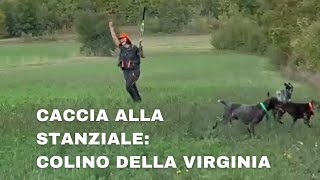 Azione di caccia - caccia alla stanziale: colino della Virginia- caccia con il cane da ferma