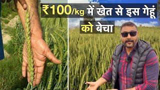 यह किसान खापली गेहूं ₹10,000 प्रति क्विंटल में बेच रहा है !! Khapli wheat farming in Mp