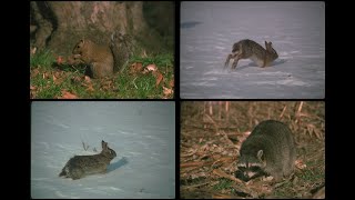 123084 Backyard Wildlife SSTV PD120