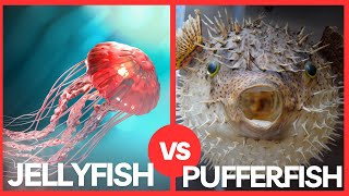 Pufferfish vs Jellyfish