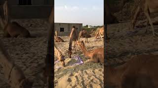 Camel waro #camel #camellife #thar #animals #youtubeshorts #nature @Camels_horse