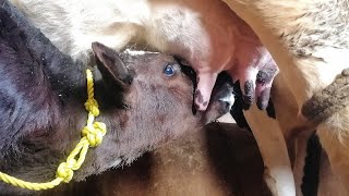 A one-month-old calf sucks its mother's milk with strong strokes