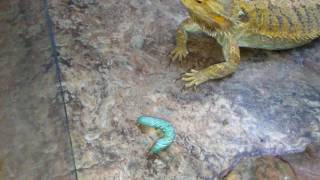 Bearded dragon (Ash) eating hornworm for the first time