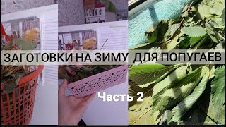 Заготовки на зиму для попугаев |2 часть.