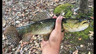 River and Swamp fishing adventure. Part 2