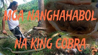 RESCUE HABANG NASA OUTING#cobraprince #cobraking #cobrateam #tolcobra