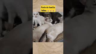 Parte da família felina #shorts