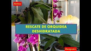 Como rescatar orquídea deshidratada / Cuidados orquídea /Fácil