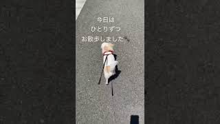 【双子のチワワ🐶どっちでしょう？①】さんま？すだち？#shorts