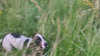 Выход в поле. Алька в поиске. 🔥 Подборка работ по коростелю🐤