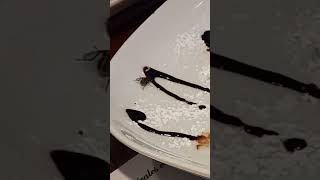 fly eating chocolate